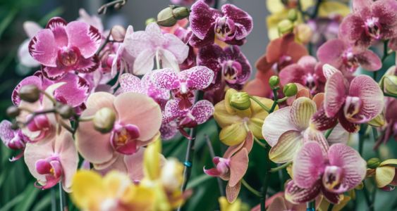 Temperature and Humidity: Orchid Care