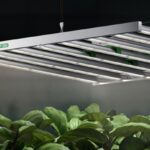 Science Behind the LED Grow Lights in Indoor Gardening